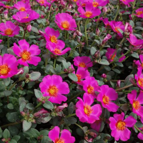 Портулак пурпурный - Portulaca Cupcake Purple