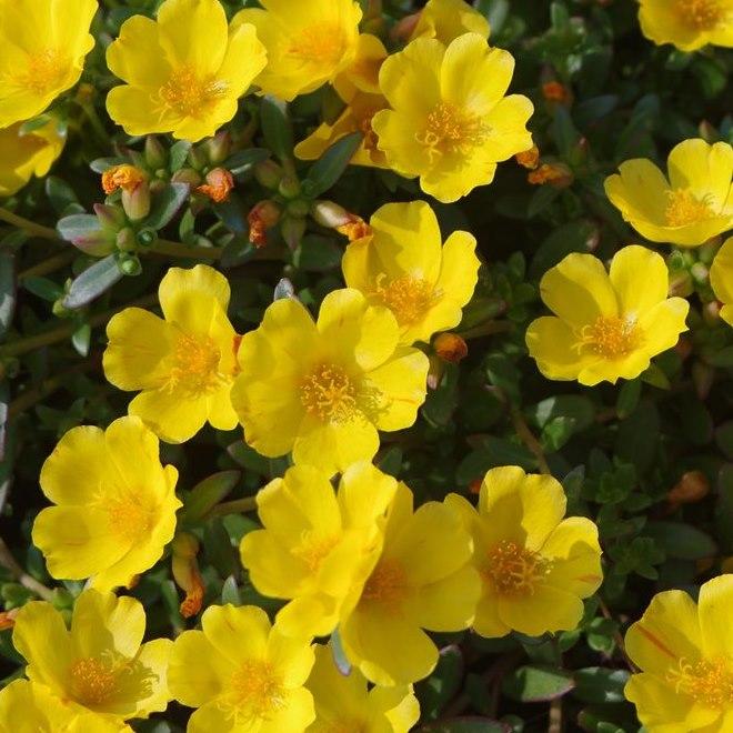 Портулак желтый - Portulaca Cupcake Yellow Chrome