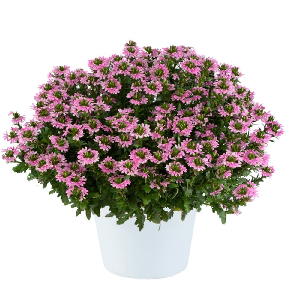 Сцевола TOUCH Baby Pink - Scaevola TOUCH Baby Pink