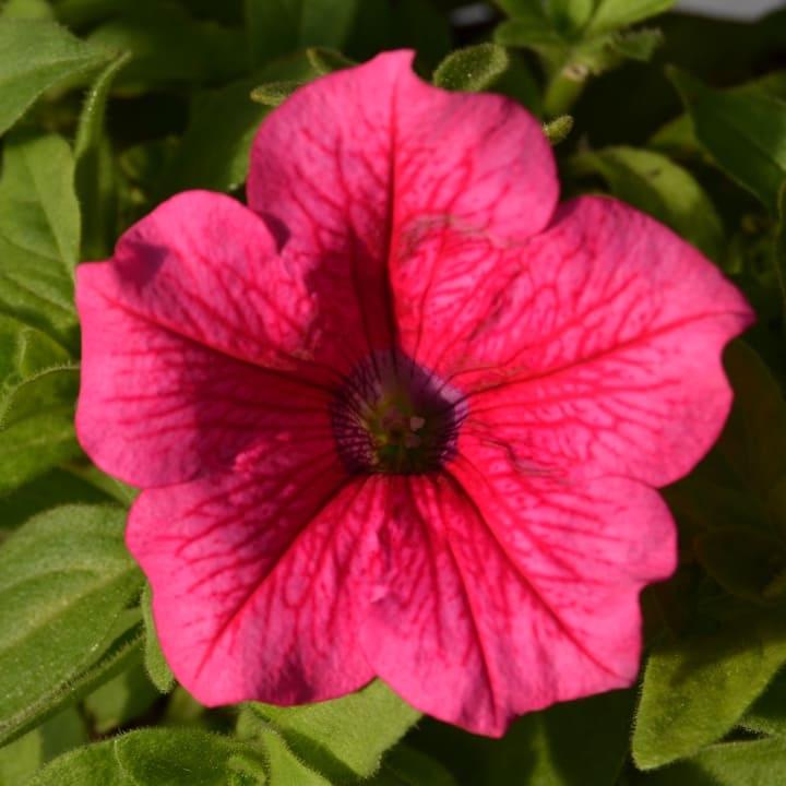 Сурфиния ярко-розовая с прожилками - Petunia Surfinia Hot Pink