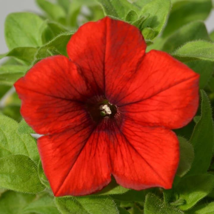 Сурфиния красная с прожилками - Petunia Surfinia Red