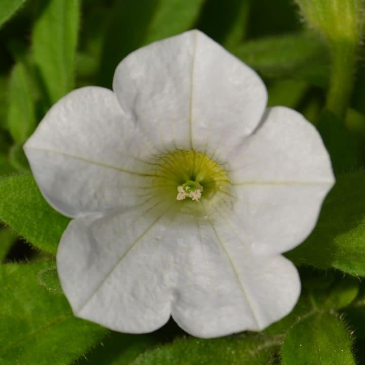 Сурфиния белая мелкоцветковая - Petunia Surfinia Table White