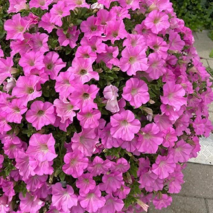 Сурфиния светло-фиолетовая - Petunia Surfinia Trailing Big Pink