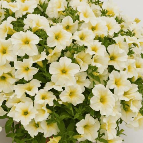 Сурфиния нежно-желтая - Petunia Surfinia Trailing Light Yellow