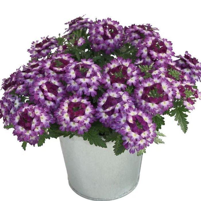 Вербена Drums Purple Red - Verbena Drums Purple Red