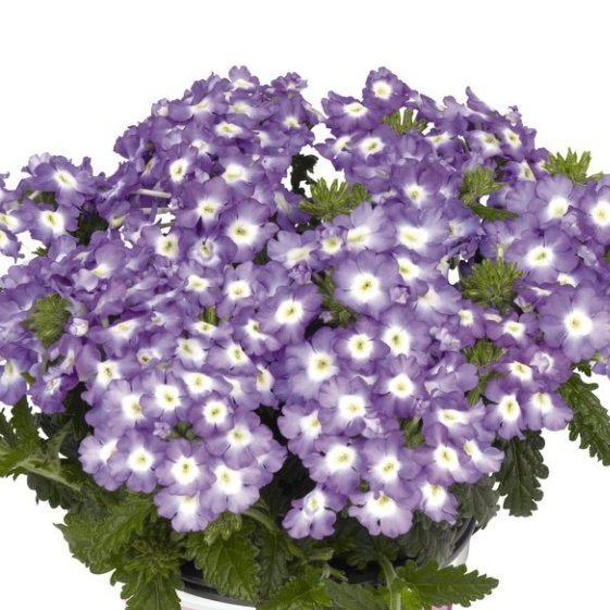 Вербена Empress Flair Blue Star - Verbena Empress Flair Blue Star