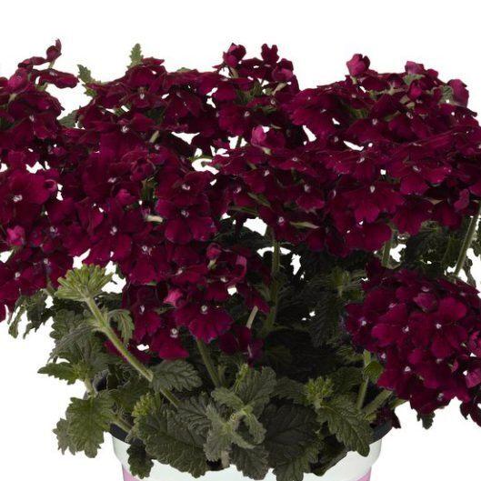 Вербена Empress Flair Burgundy - Verbena Empress Flair Burgundy