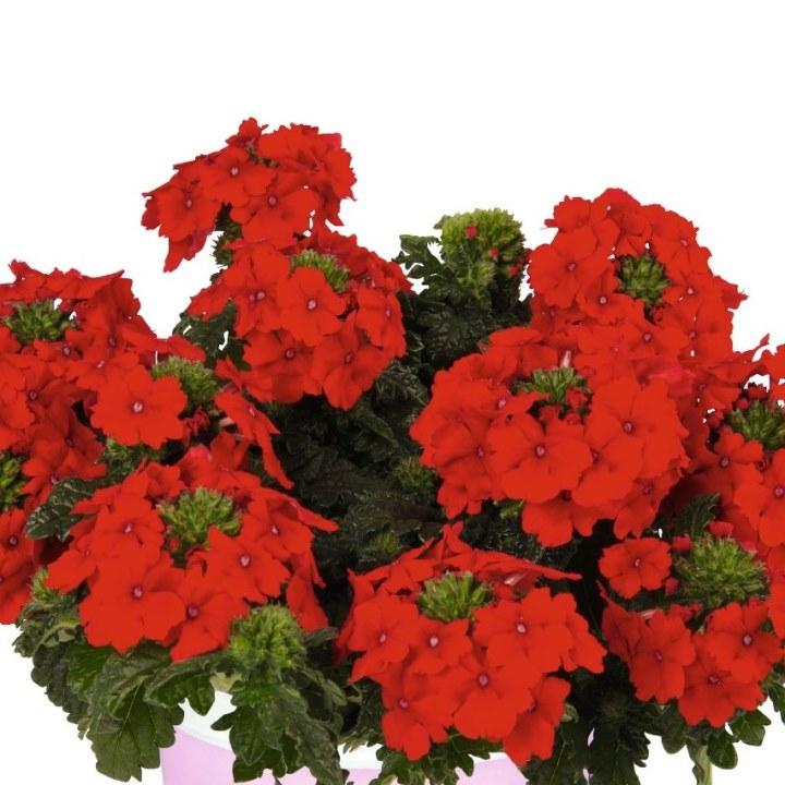 Вербена Empress Flair Red - Verbena Empress Flair Red