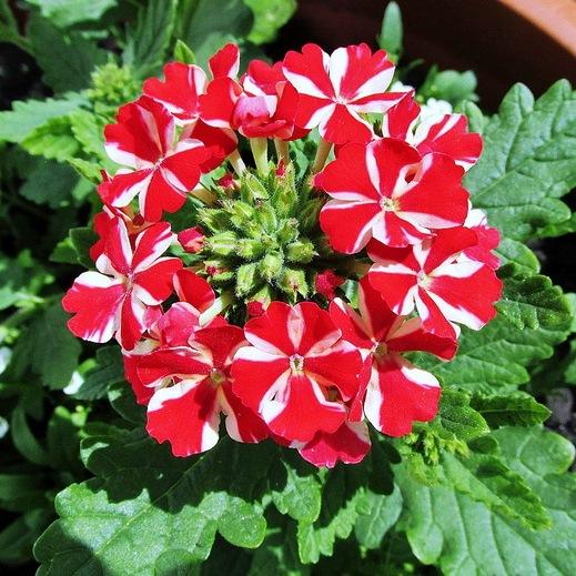 Вербена Empress Flair Red Star - Verbena Empress Flair Red Star