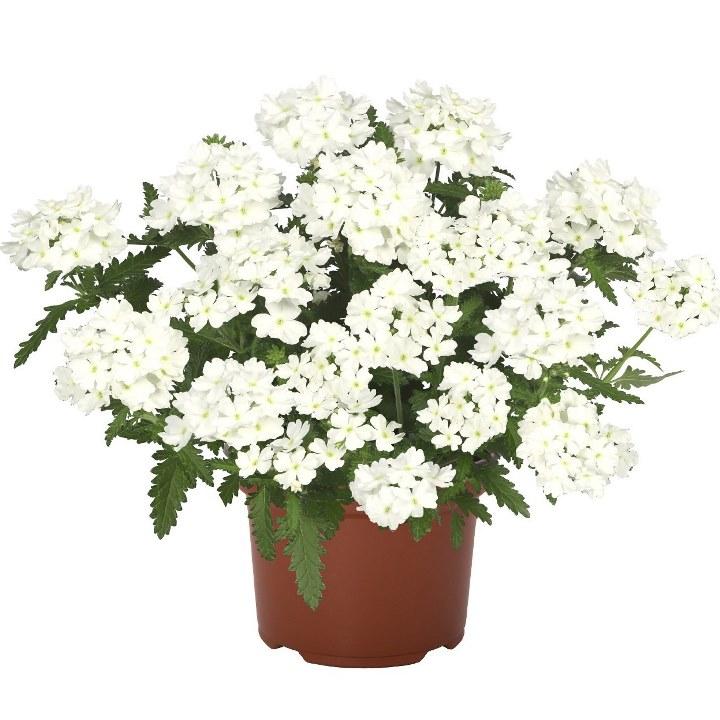 Вербена Empress Flair White - Verbena Empress Flair White