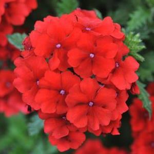 Вербена красная - Verbena Empress Sun Red