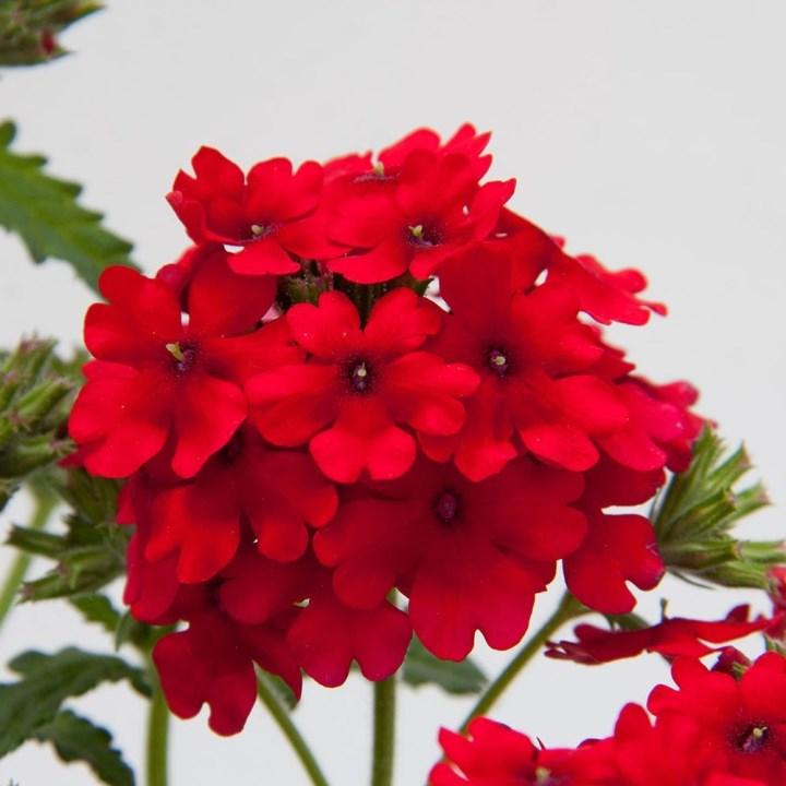 Вербена Lascar Dark Red - Verbena Lascar Dark Red
