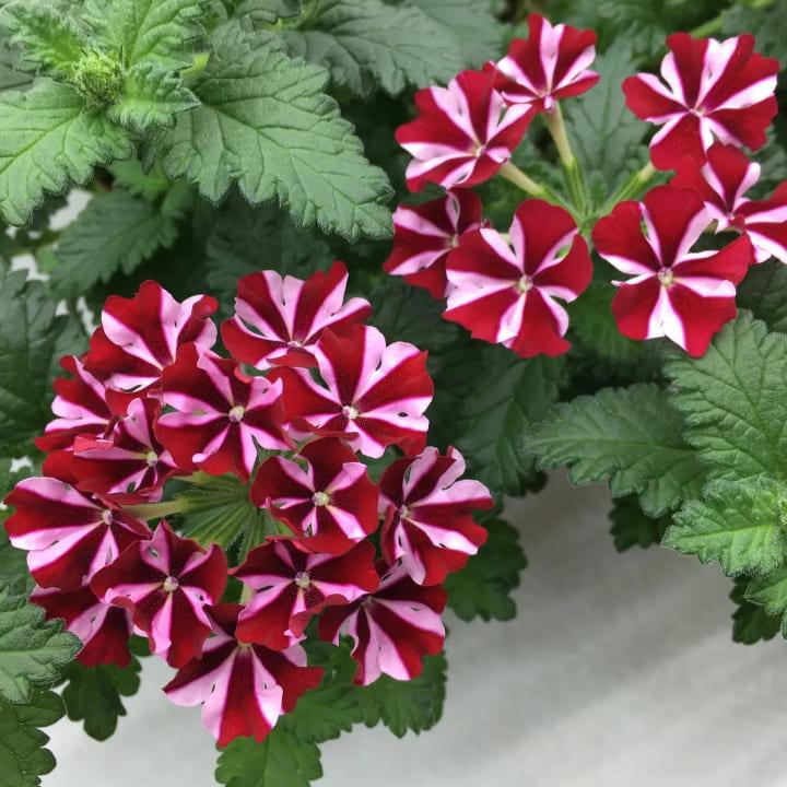 Вербена Samira Deep Red Star - Verbena Samira Deep Red Star