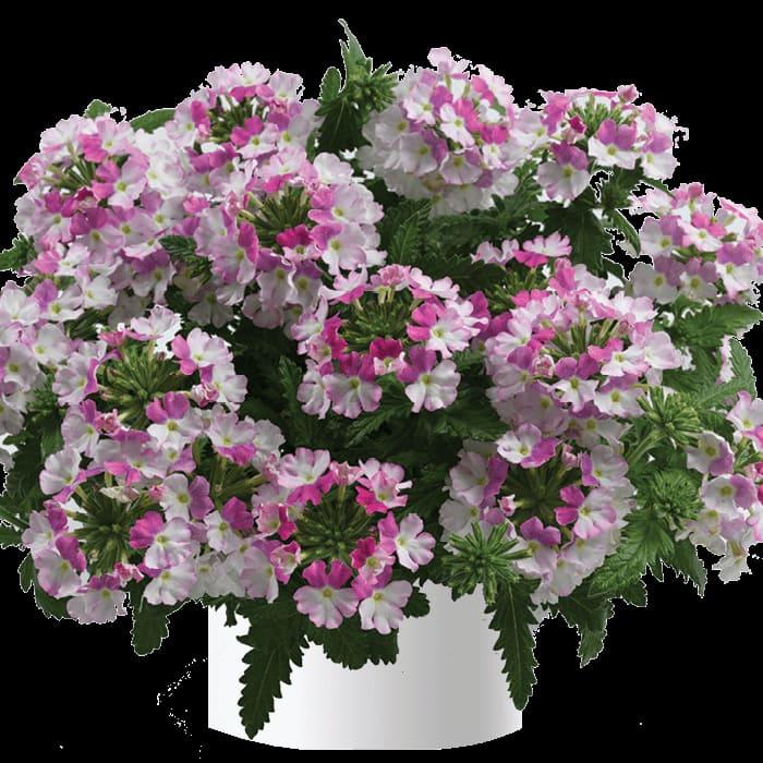 Вербена ампельная Vanessa compact Bicolor Rose - Verbena Vanessa compact Bicolor Rose