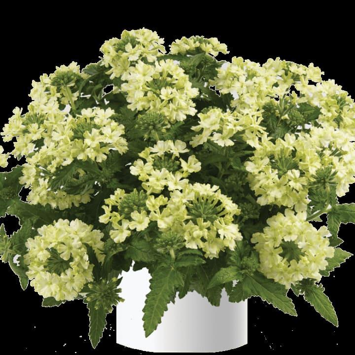 Вербена ампельная Vanessa compact Lime - Verbena Vanessa compact Lime