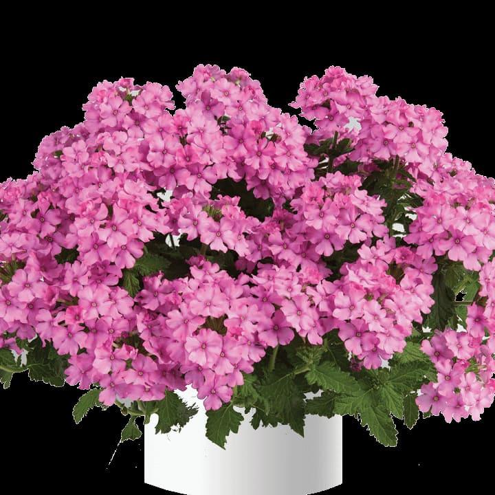 Вербена ампельная Vanessa compact Pink - Verbena Vanessa compact Pink