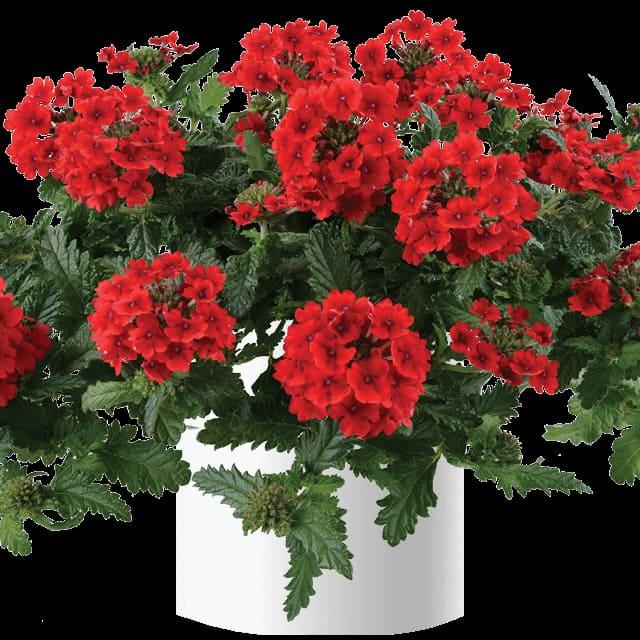 Вербена ампельная Vanessa compact Red - Verbena Vanessa compact Red