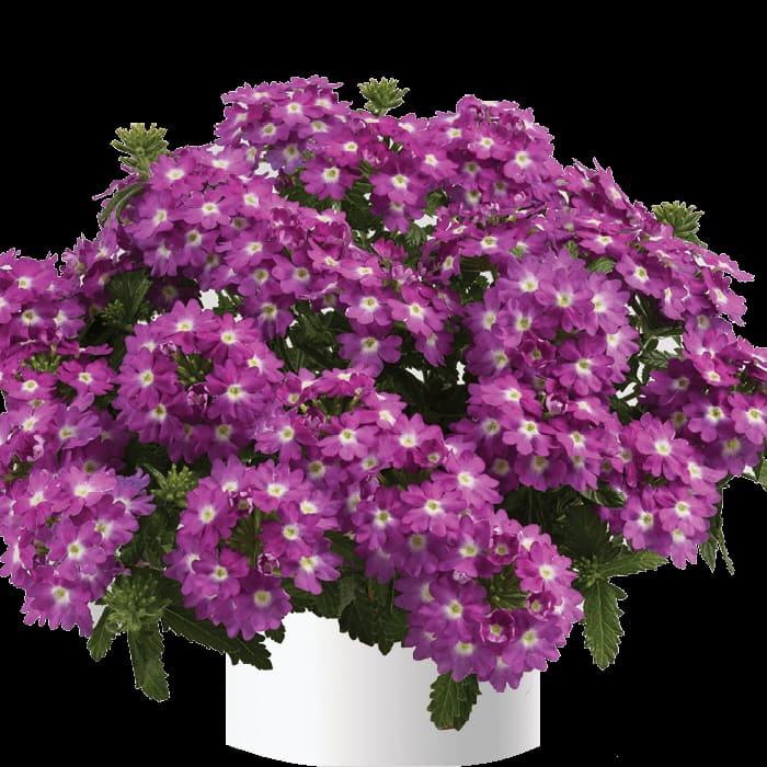 Вербена ампельная Vanessa compact Violet - Verbena Vanessa compact Violet