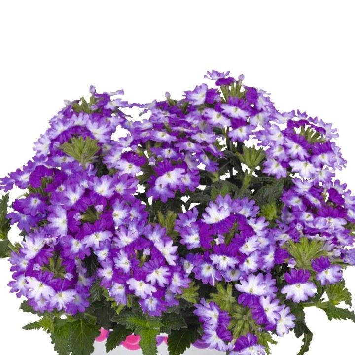 Вербена Wicked Great Grape - Verbena Wicked Great Grape