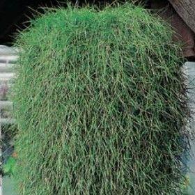 Агростис Green Twist (ампельный бамбук) - Agrostis Green Twist