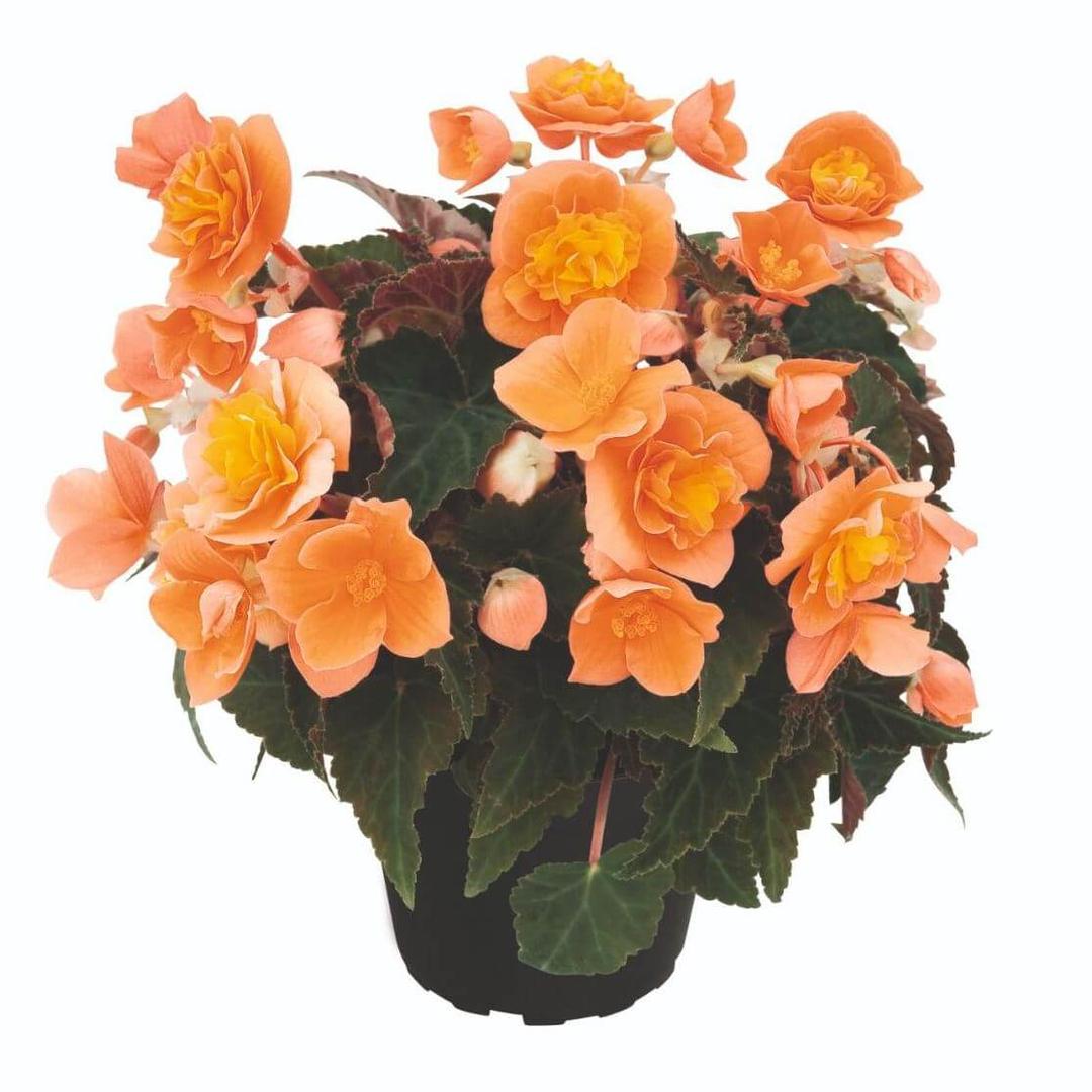 Бегония ампельная оранжевая - Begonia Bellissa Orange