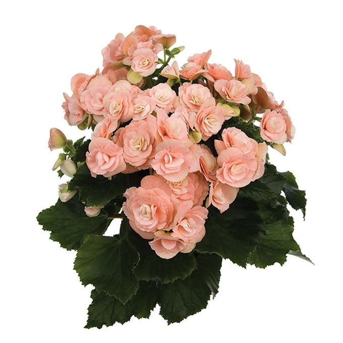 Бегония элатиор светло-розовая - Begonia Elatior Binos Soft Pink