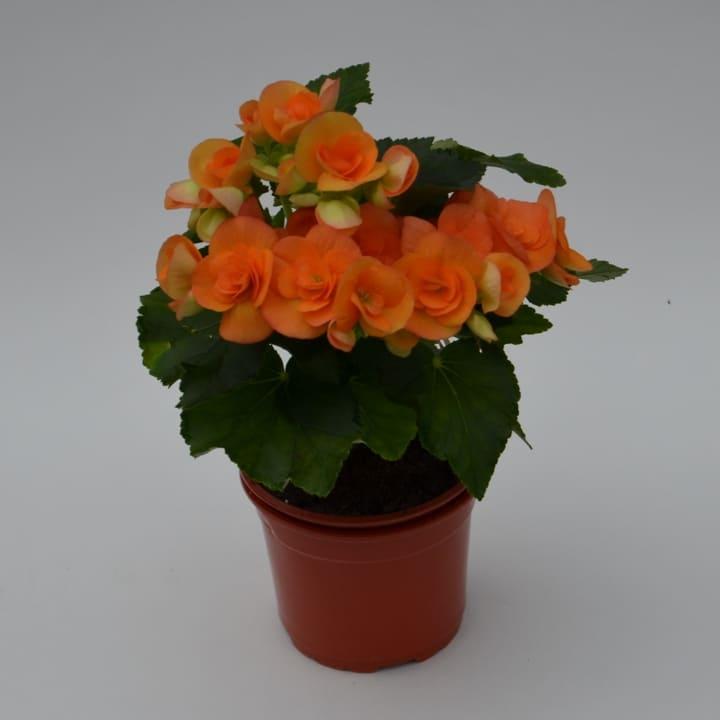 Бегония элатиор оранжевая - Begonia Elatior Britt Dark