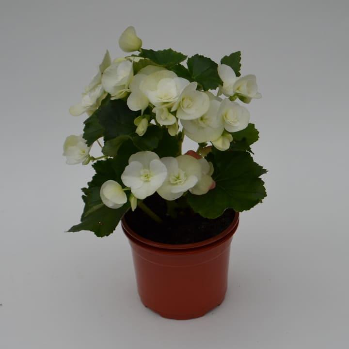 Бегония элатиор белая - Begonia Elatior Clara