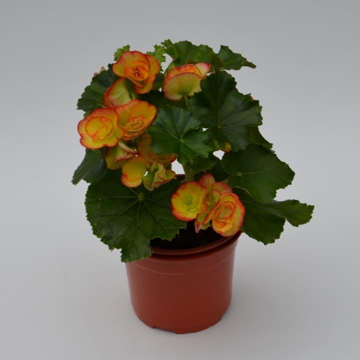 Бегония элатиор желто-оранжевая - Begonia Elatior Peggy