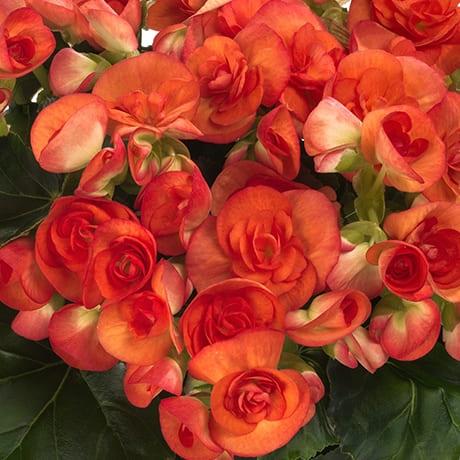 Бегония элатиор оранжевая - Begonia Elatior Sara Orange