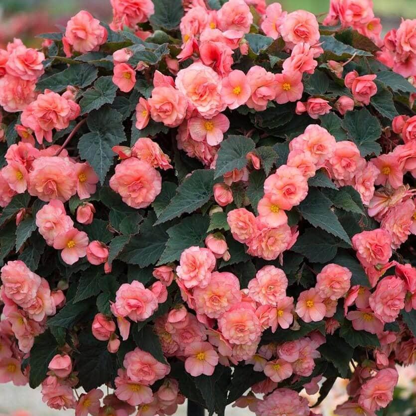 Бегония ампельная розовая - Begonia Sweetspice English Rose