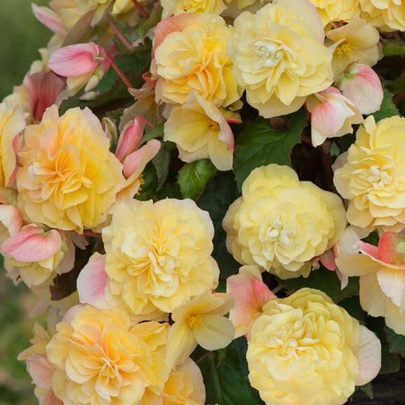 Бегония ампельная желтая - Begonia Sweetspice Yellow