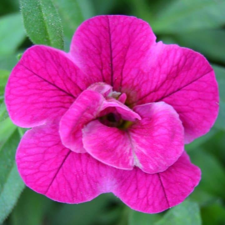 Калибрахоа Алоха махровая пурпурная - Calibrachoa Aloha Double Purple