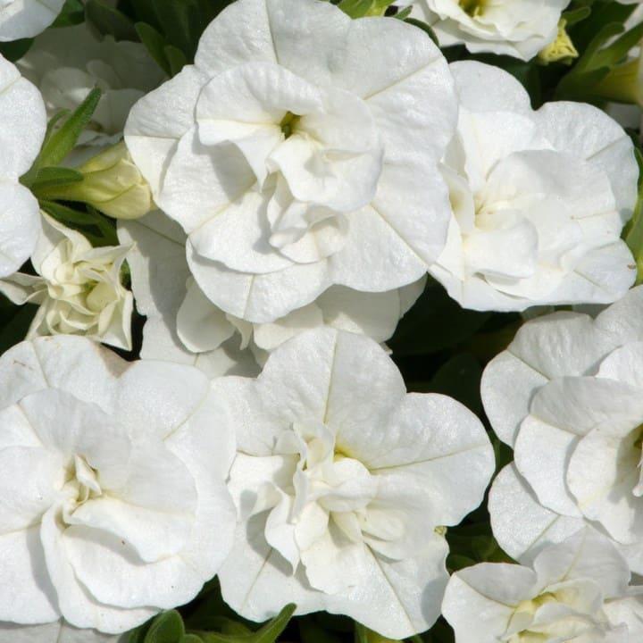 Калибрахоа Алоха махровая белая - Calibrachoa Aloha Double White