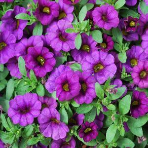 Калибрахоа пурпурно-фиолетовая - Calibrachoa Aloha Kona Midnight Purple