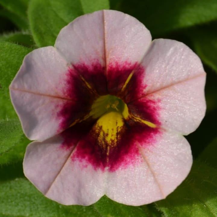 Калибрахоа Алоха нежно-розовая с бордовой серединкой - Calibrachoa Aloha Kona Tiki Soft Pink