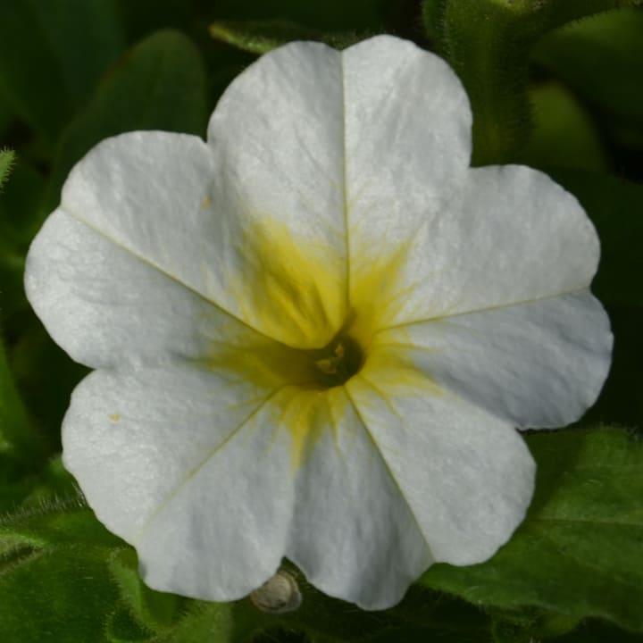 Калибрахоа Алоха белая - Calibrachoa Aloha Kona White