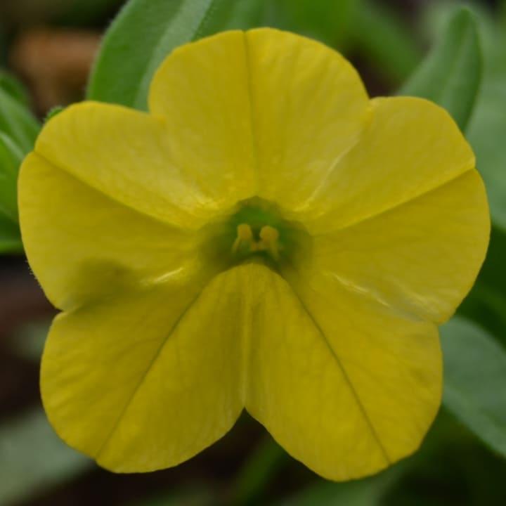 Калибрахоа Алоха лимонная (желтая) - Calibrachoa Aloha Kona Yellow