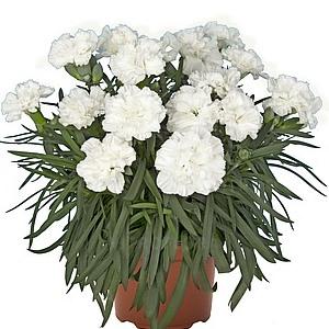 Гвоздика Арабелла белая - Dianthus Arabella White