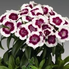 Гвоздика Барбарини красно-белая - Dianthus Barbarini Purple Picotee