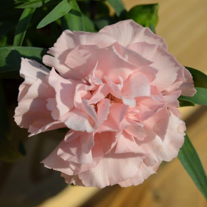 Гвоздика махровая нежно-розовая - Dianthus Light Pink