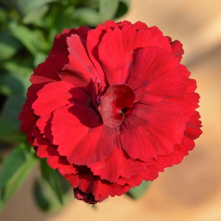Гвоздика махровая красная - Dianthus Red