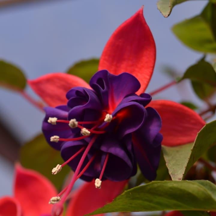 Фуксия пурпурно-красная - Fuchsia Dollar Princess