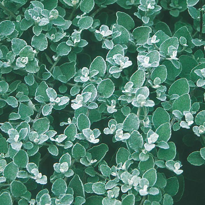 Гелихризум серый мелколистный - Helichrysum Silver Mini