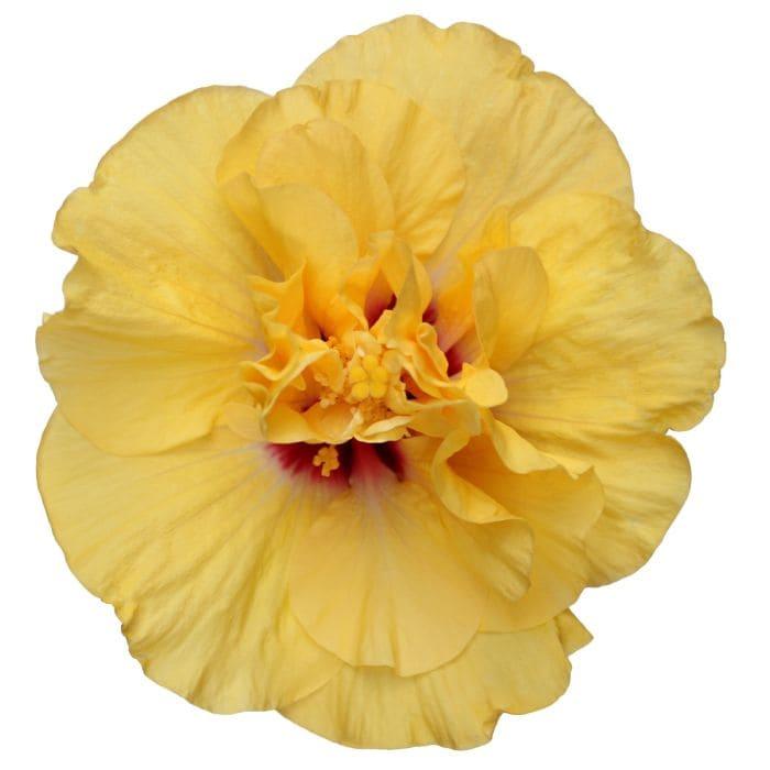 Гибискус насыщенно-желтый - Hibiscus Adonicus Double Yellow