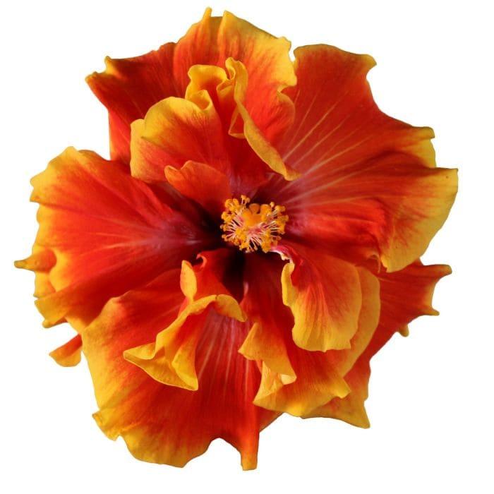 Гибискус желто-оранжевый - Hibiscus Apollo Double