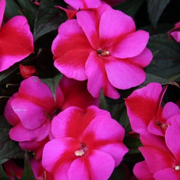 Бальзамин новогвинейский Odyssey Compact Hestia - Impatiens New Guinea Odyssey Compact Hestia