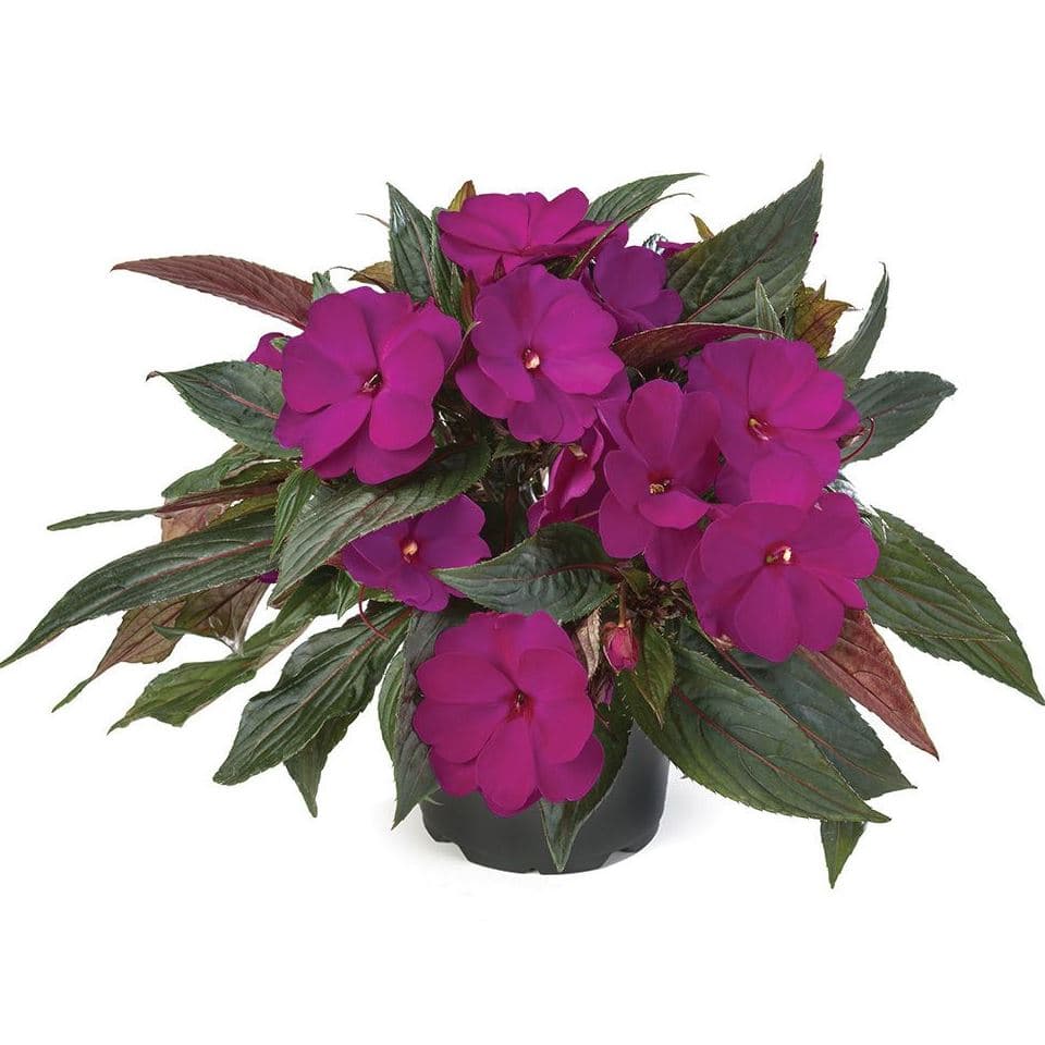 Бальзамин новогвинейский Odyssey Compact Thalia - Impatiens New Guinea Odyssey Compact Thalia