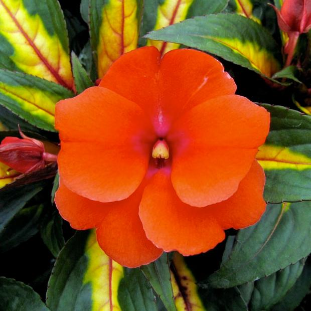 Бальзамин новогвинейский оранжевый с декоративным листом - Impatiens New Guinea Painted Paradise Orange