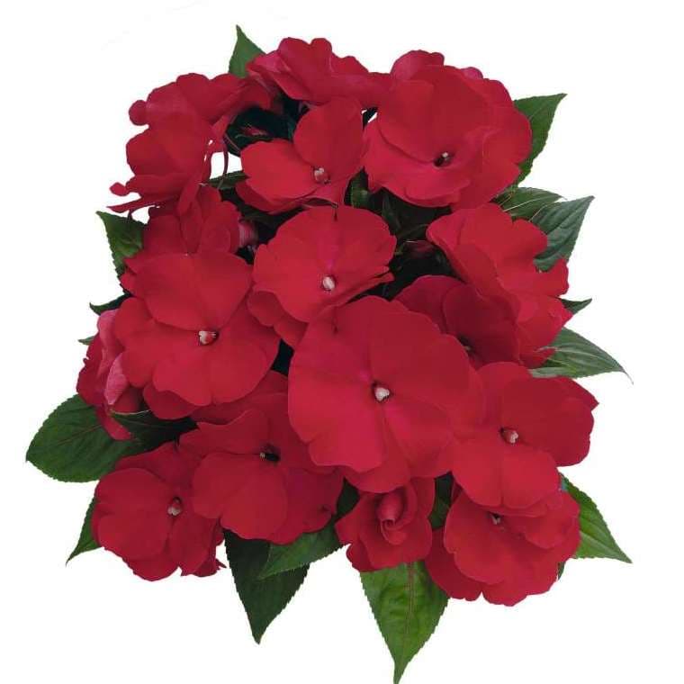 Бальзамин новогвинейский Paradise Martinique - Impatiens New Guinea Paradise Martinique